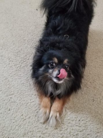 For the Love of Dogs: Getting Sully and a Healthy Treat Recipe