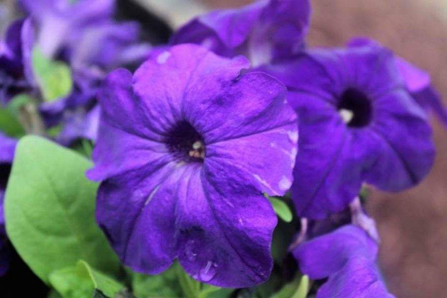 A bouquet of purple flowers