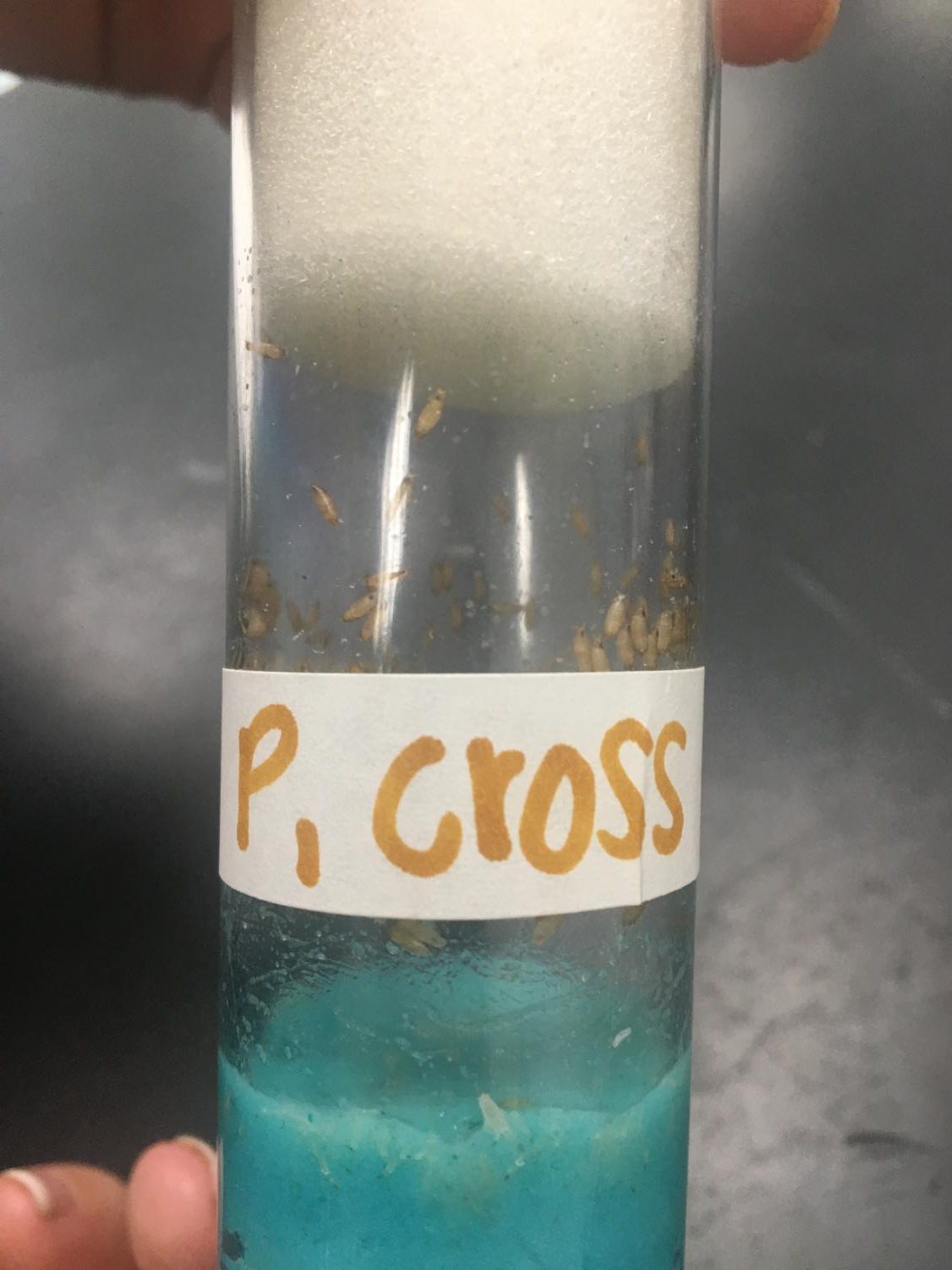 AP Biology Fruit Flies