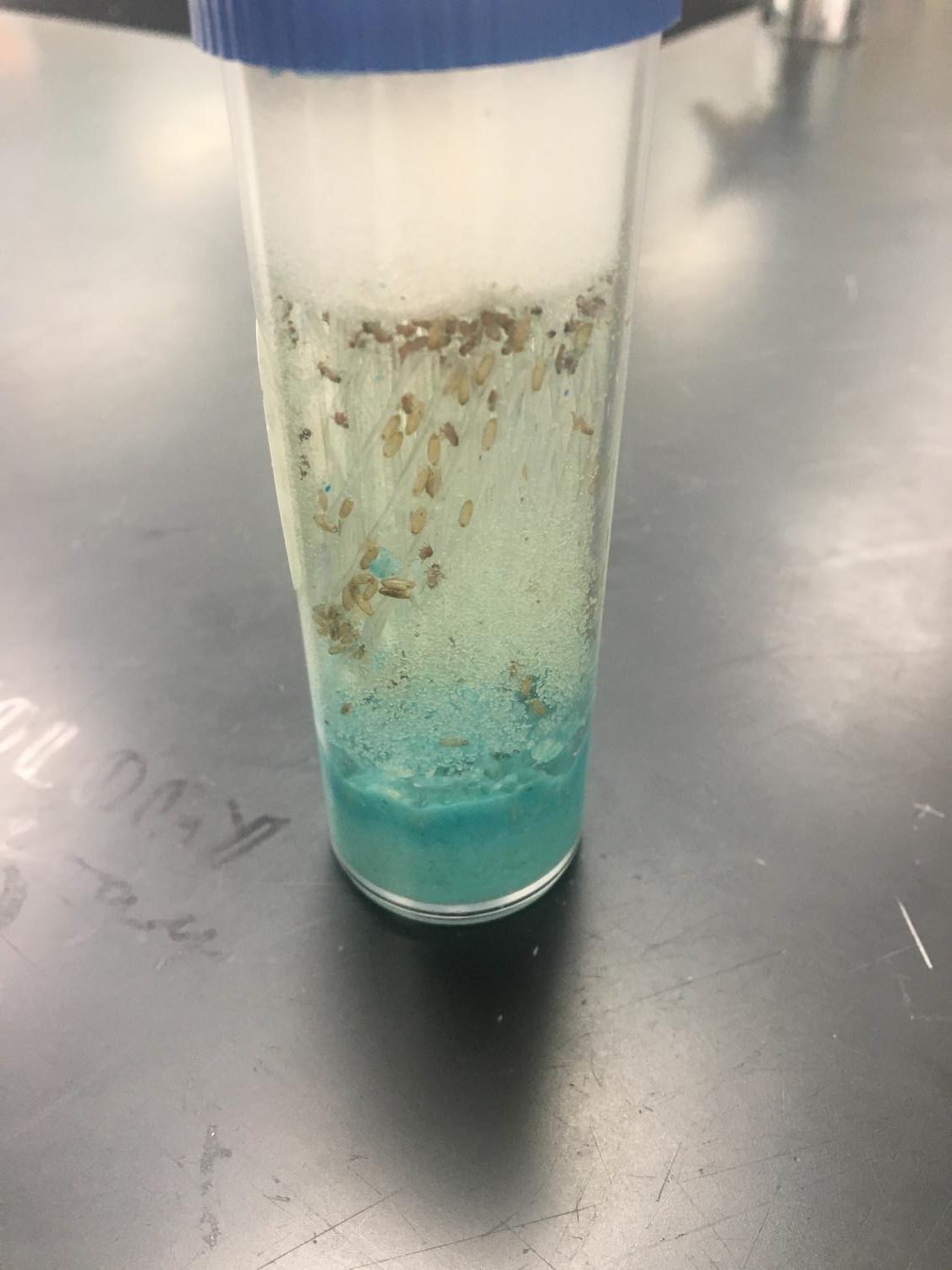 AP Biology Fruit Flies