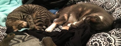 For The Love of Dogs: and Cats….Tibbers and Milo: The Total Opposites