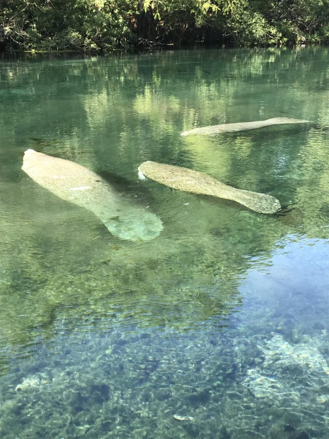 Endangered Manatees swimming in the waters around Suwanee River, Florida. 