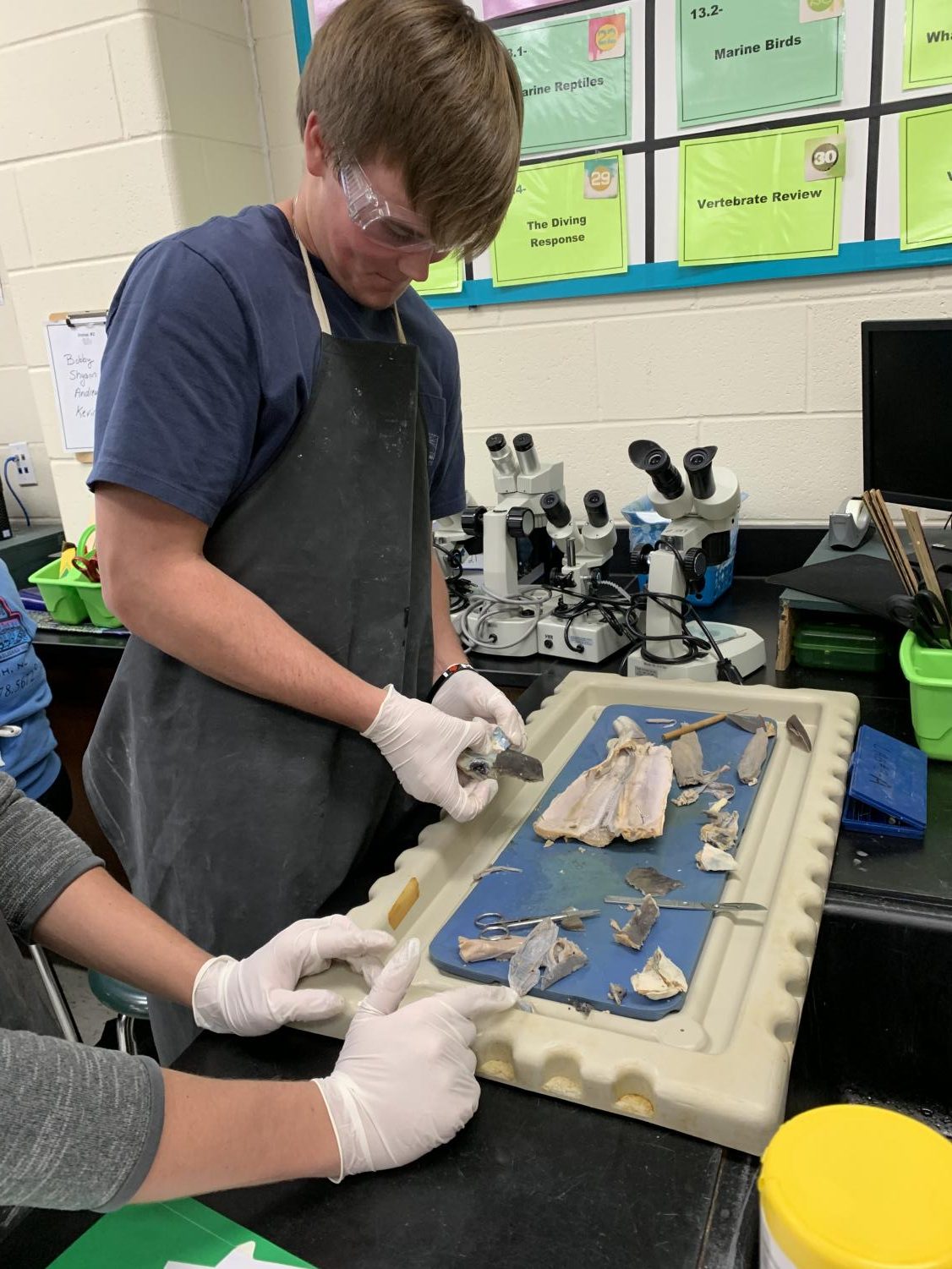 Mrs. Darguzas’ Oceanography Class Dissects a Shark