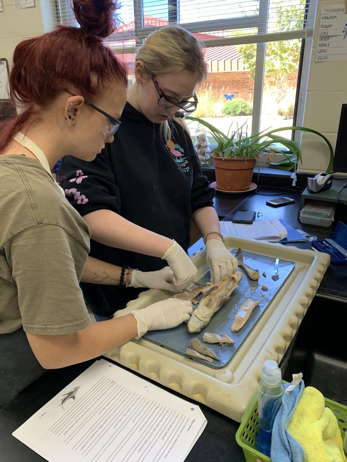Mrs. Darguzas’ Oceanography Class Dissects a Shark
