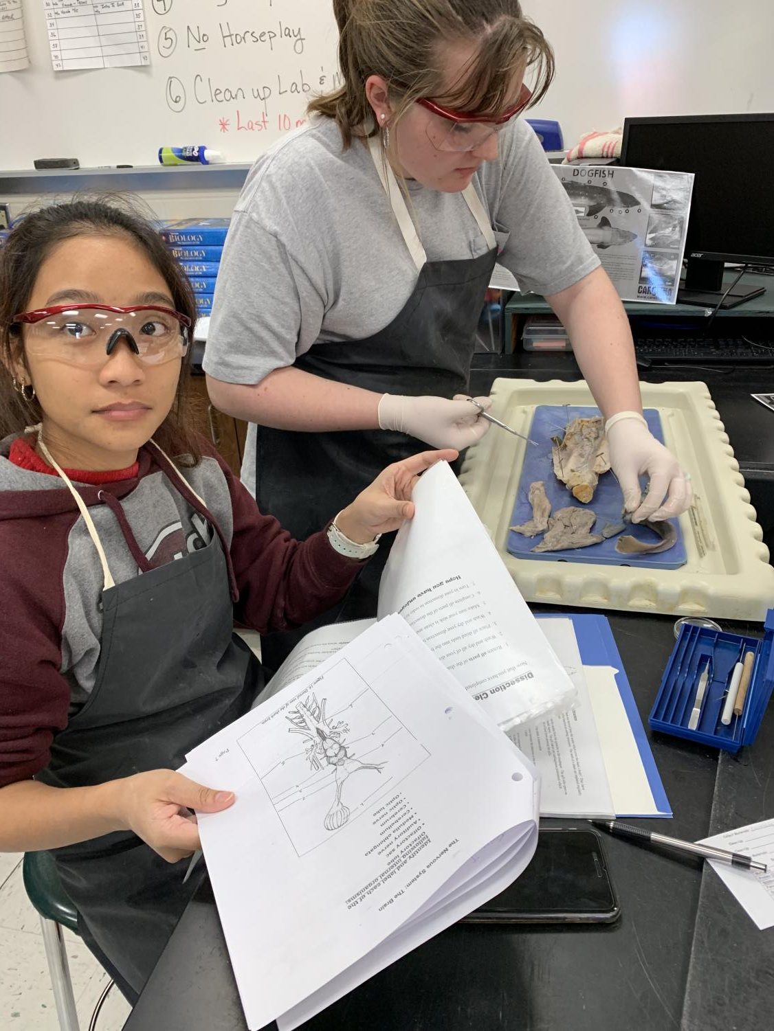 Mrs. Darguzas’ Oceanography Class Dissects a Shark