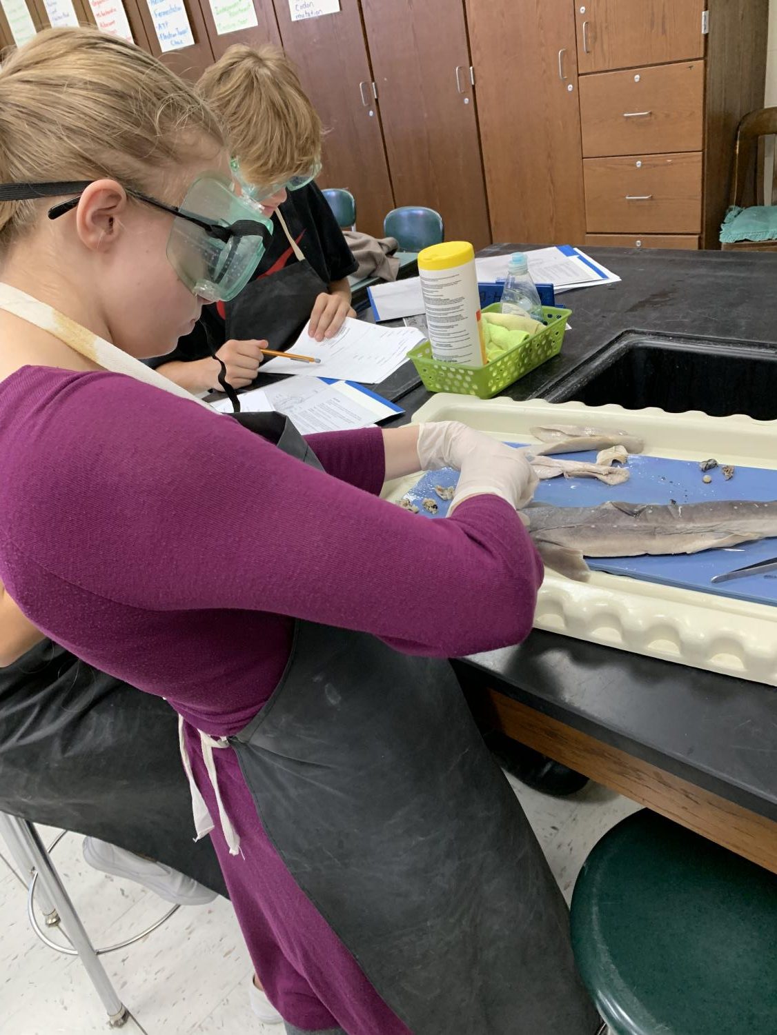 Mrs. Darguzas’ Oceanography Class Dissects a Shark