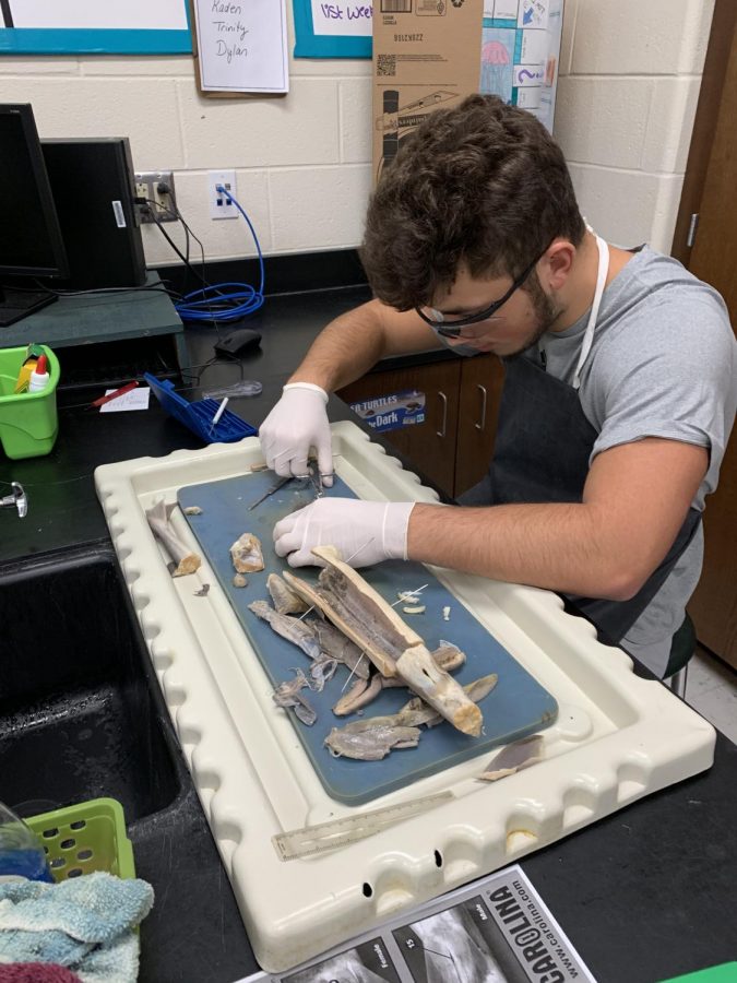 Senior+Reid+Miller+helps+his+group+dissect+the+shark.