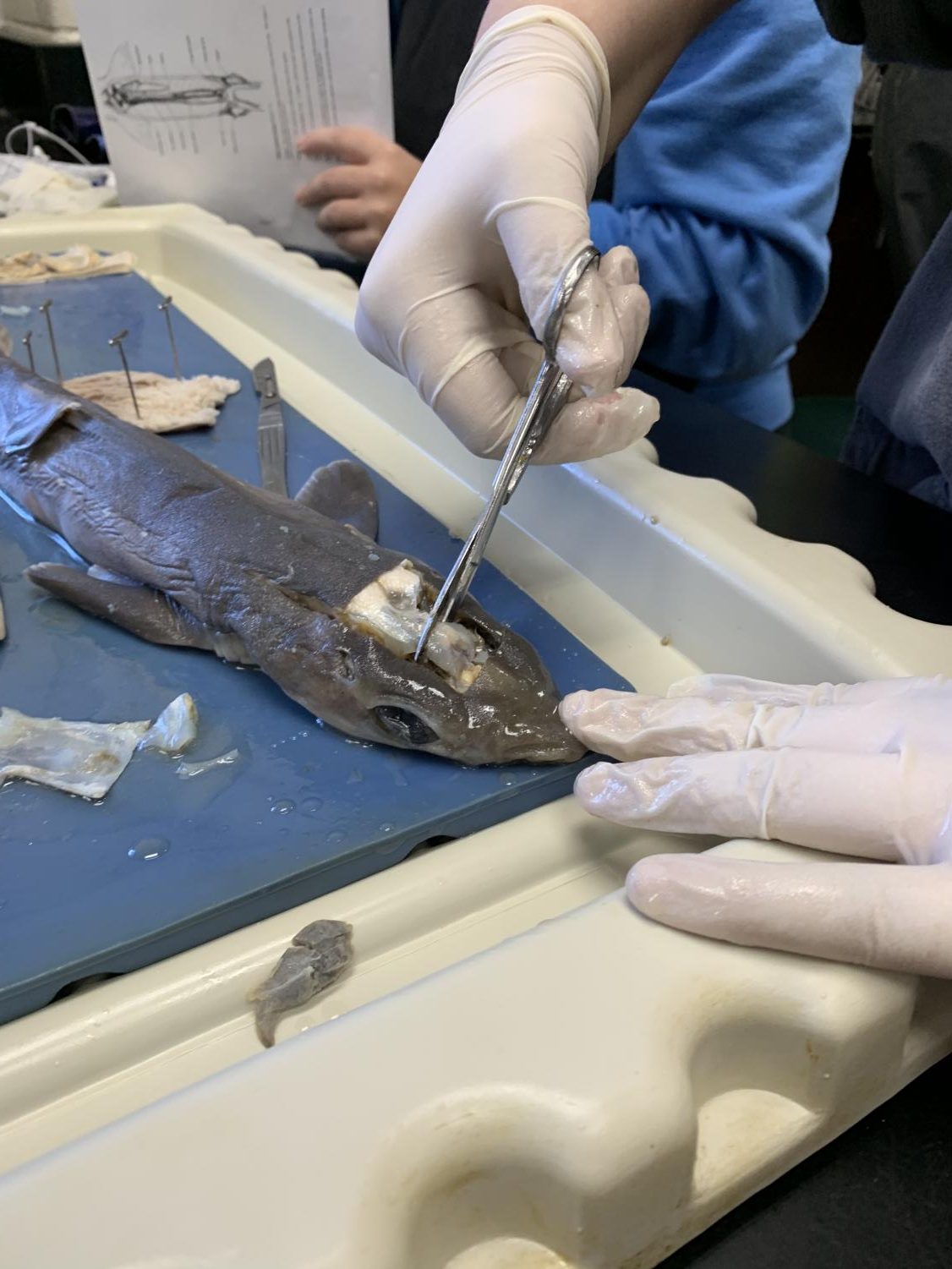 Mrs. Darguzas’ Oceanography Class Dissects a Shark