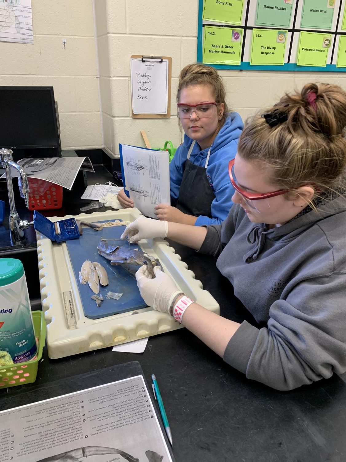 Mrs. Darguzas’ Oceanography Class Dissects a Shark