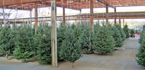 Under the Radar: Live Christmas Trees