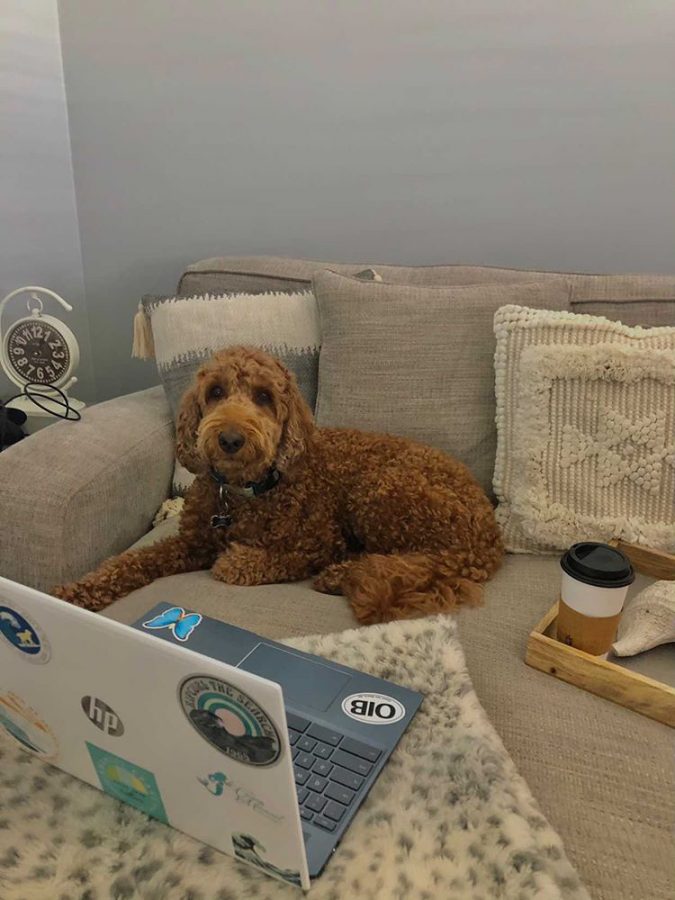 Isleigh Sharpe´s dog, Susu, doing online school!