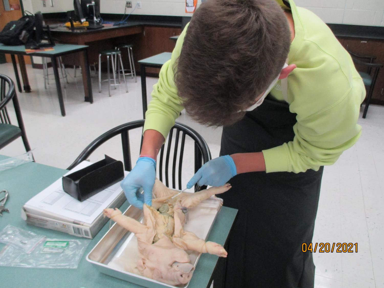 Labs Around West: Fetal Pig Autopsy