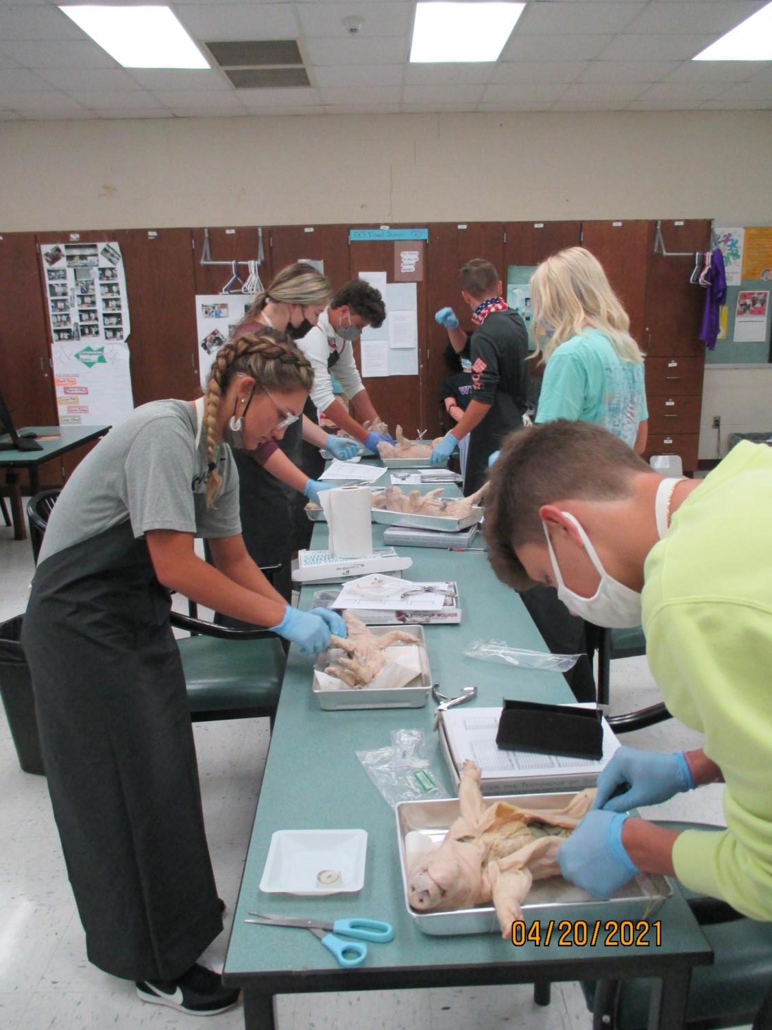 Labs Around West: Fetal Pig Autopsy
