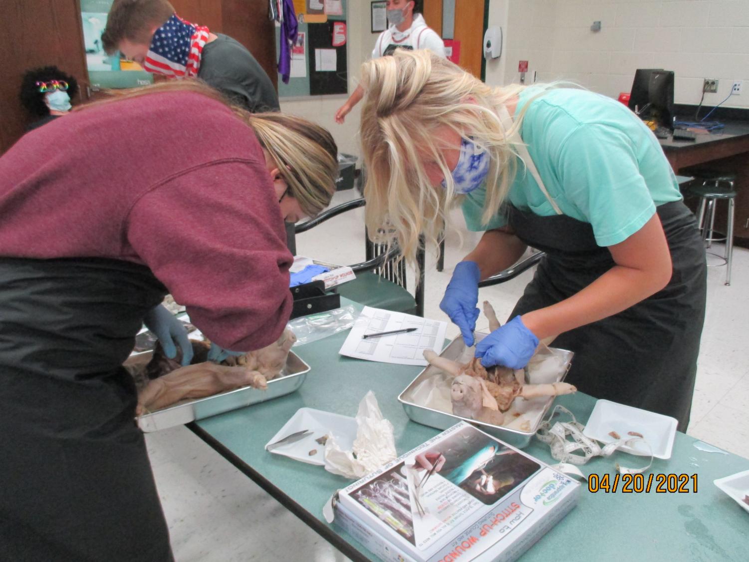 Labs Around West: Fetal Pig Autopsy