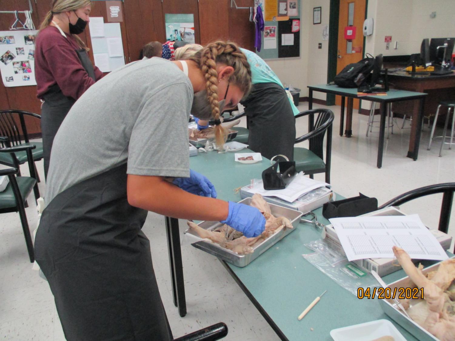 Labs Around West: Fetal Pig Autopsy
