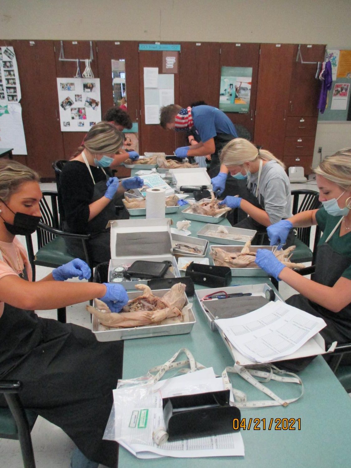 Labs Around West: Fetal Pig Autopsy