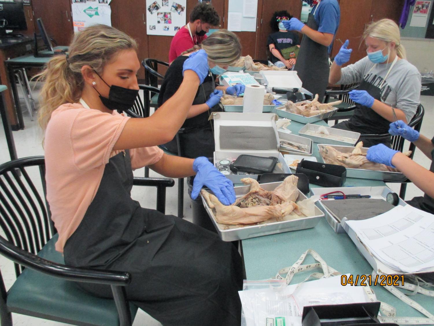 Labs Around West: Fetal Pig Autopsy