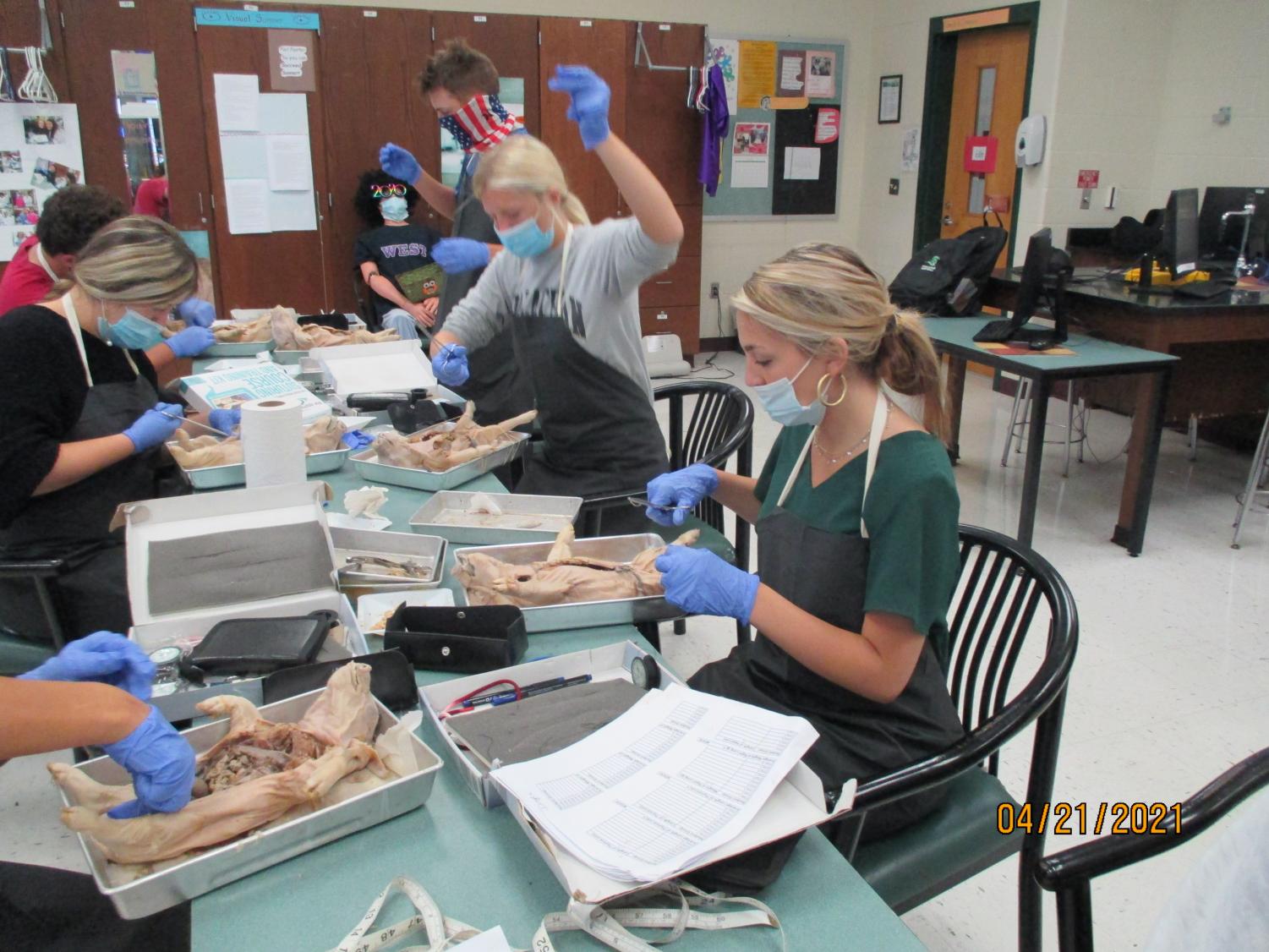 Labs Around West: Fetal Pig Autopsy