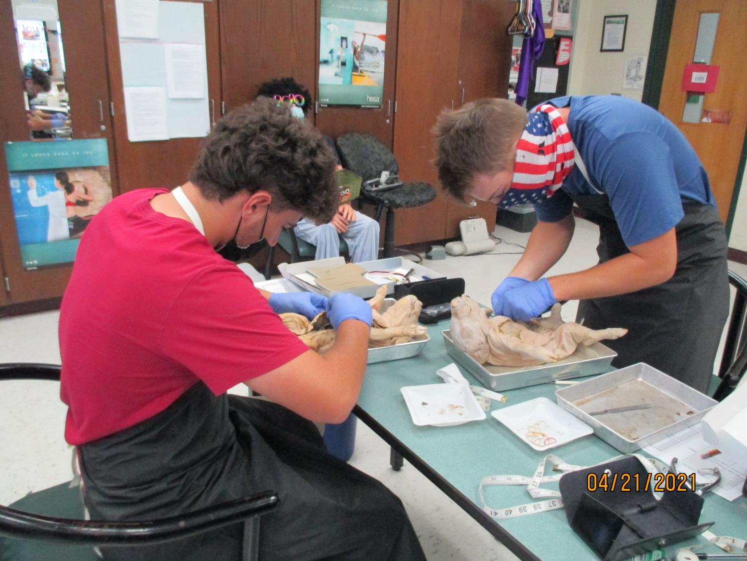 Labs Around West: Fetal Pig Autopsy