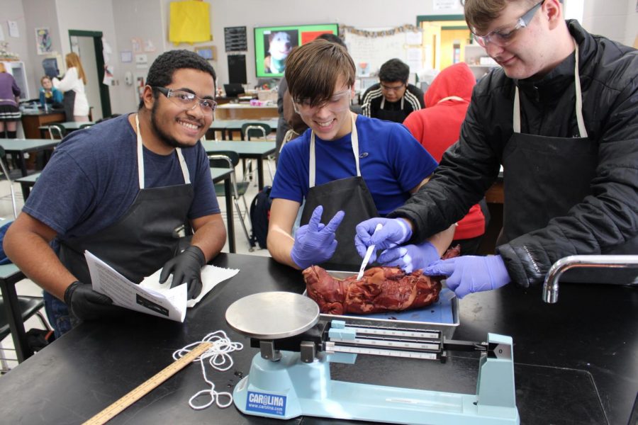Students cut into fetal pig to start the process of dissection. 