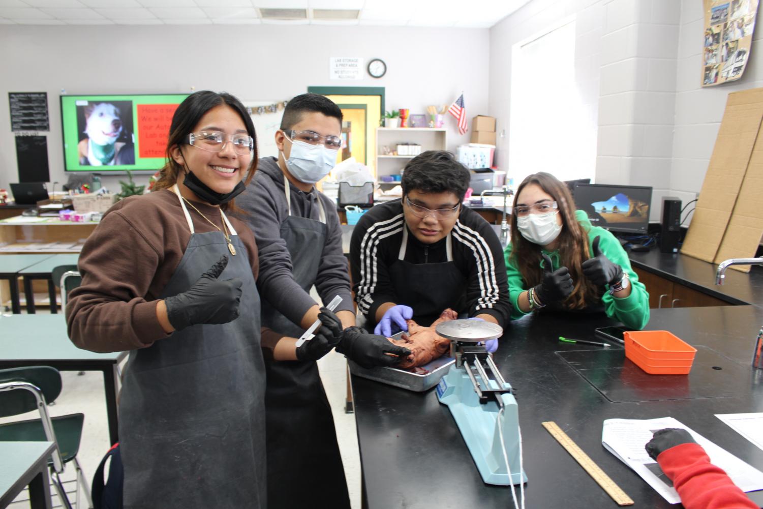 Dissection on Fetal Pigs