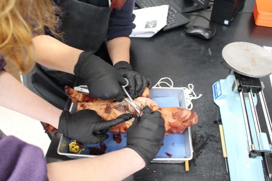 Cutting into neck of fetal pig to look for the heart and lungs. 