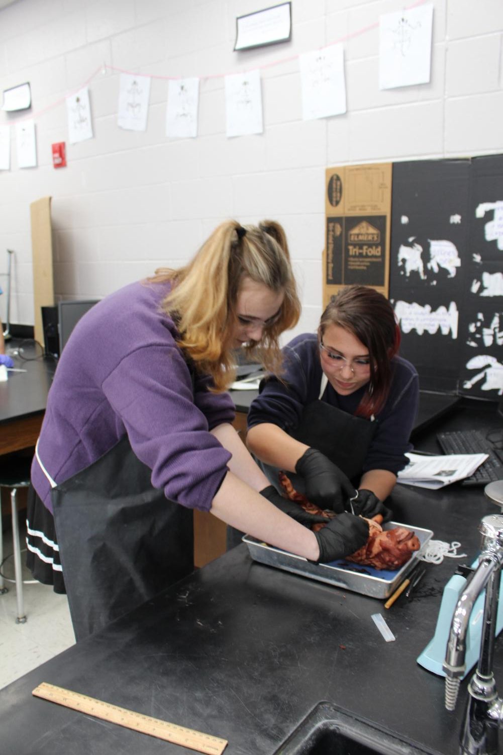 Dissection on Fetal Pigs