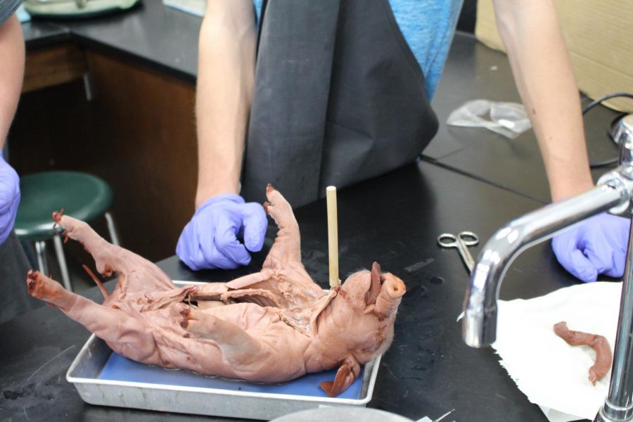 Look of fetal pig sliced open from students. 
