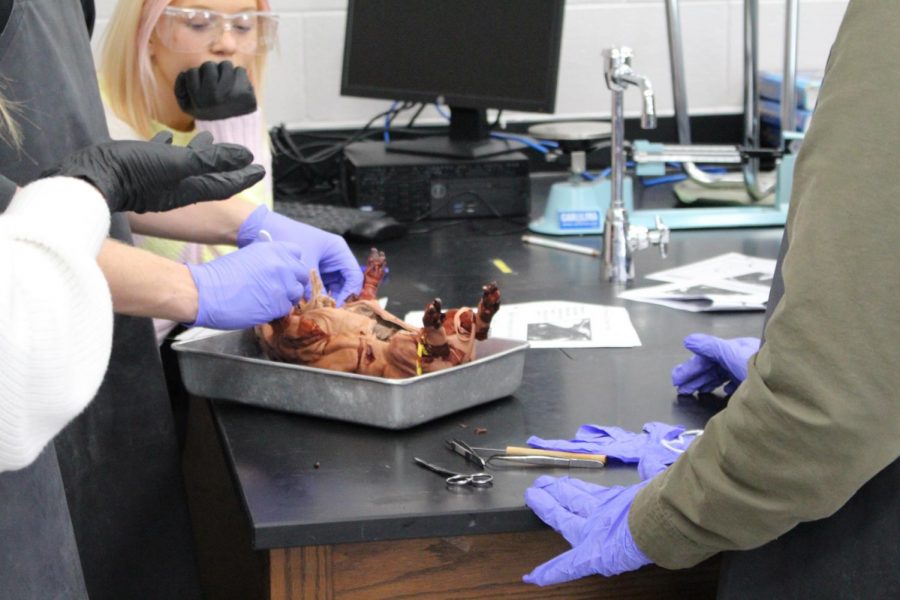 Students examine the inside of baby pig. 