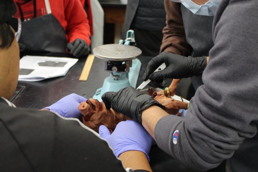 Group helps hold pig so the process can begin.