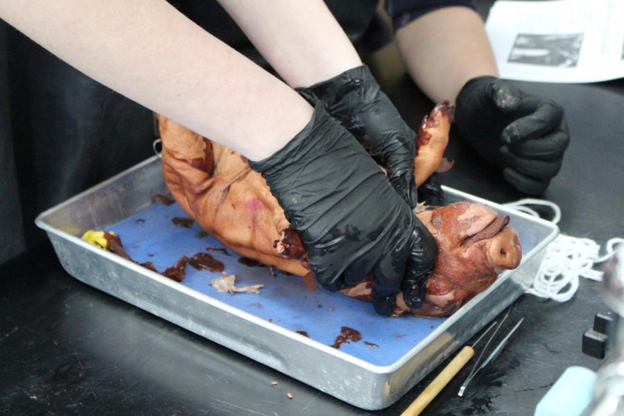 Begging the dissection process on fetal pig. 