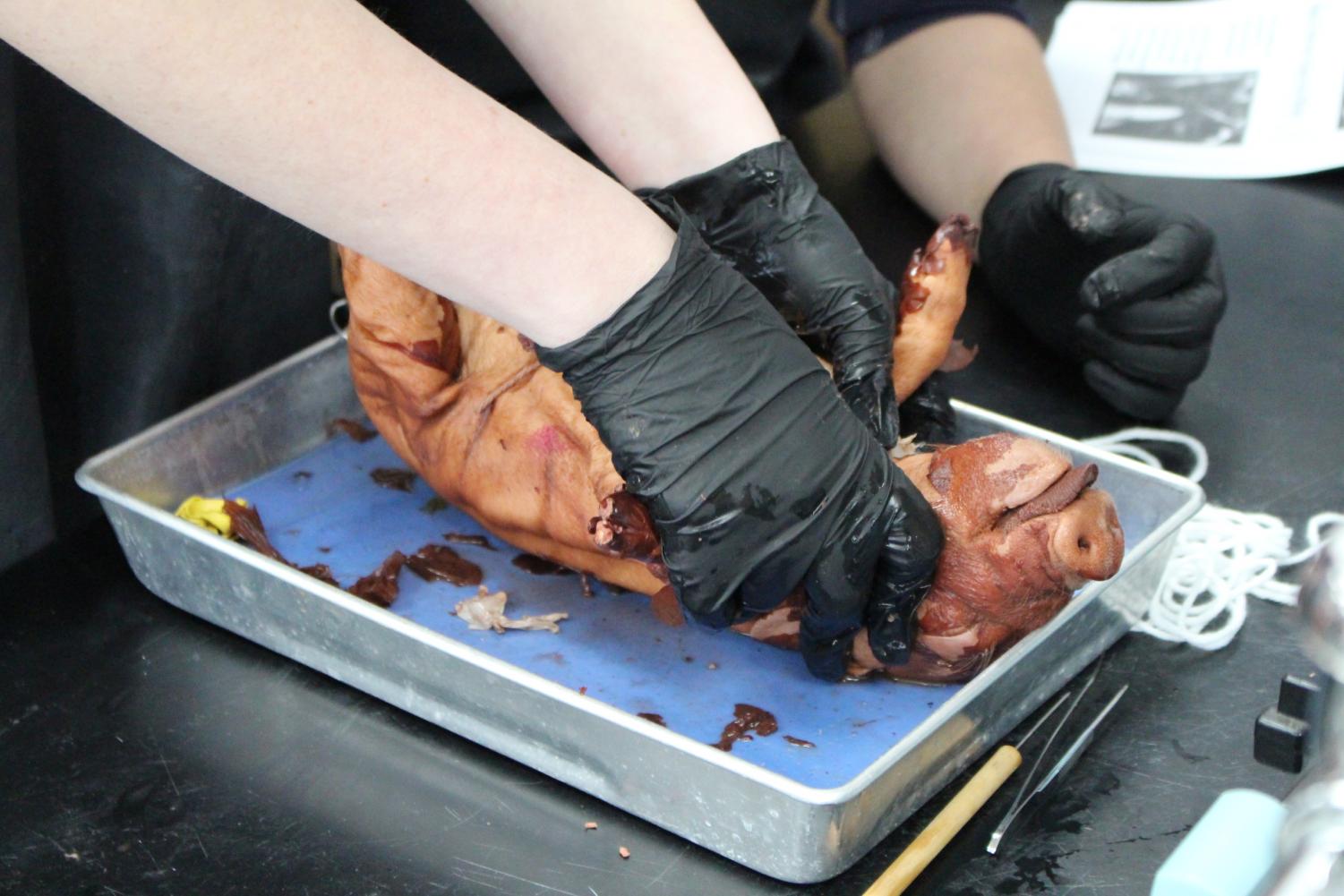 Dissection on Fetal Pigs