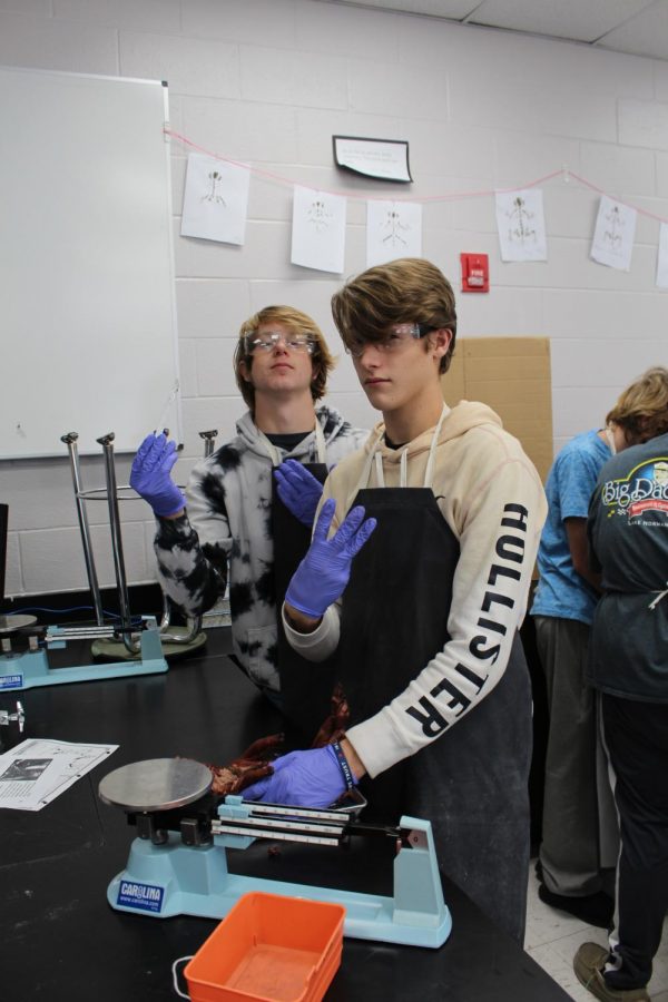 Lab partners work together on the dissection.