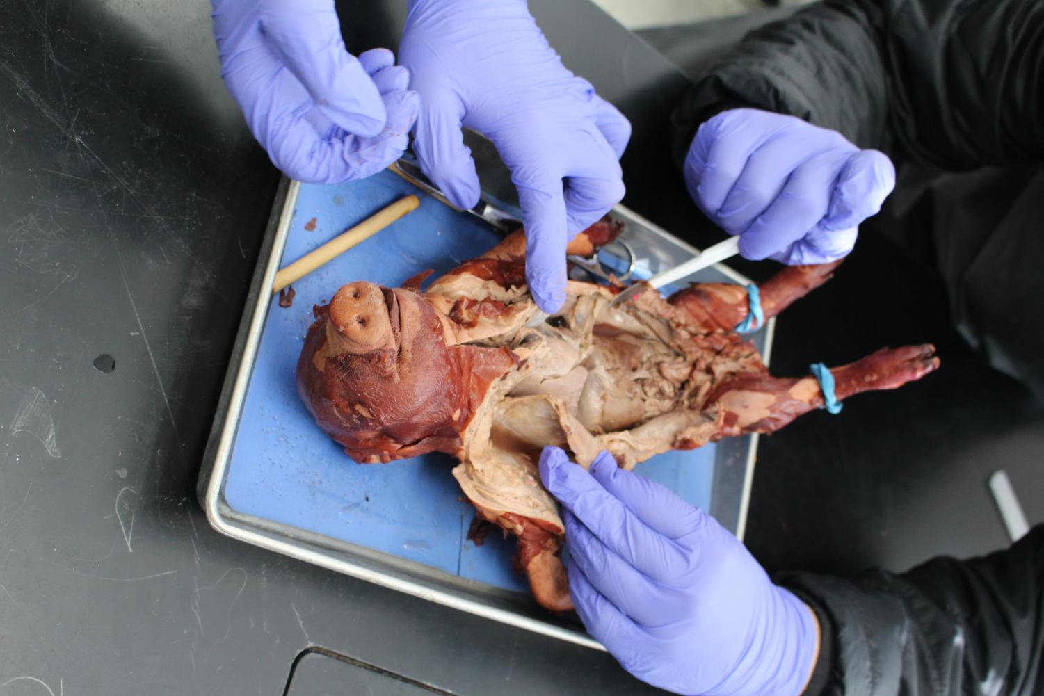 Dissection on Fetal Pigs