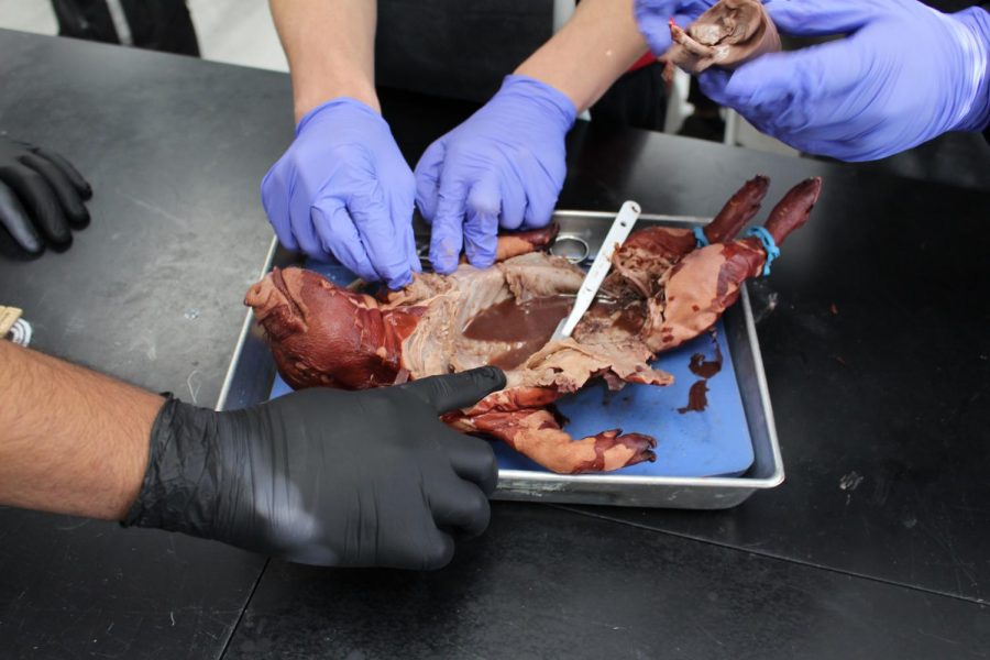 Mrs. Joness fourth period dissects fetal pigs.