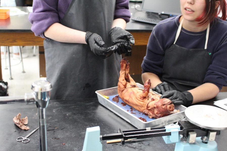 The dissection process begins in class. 