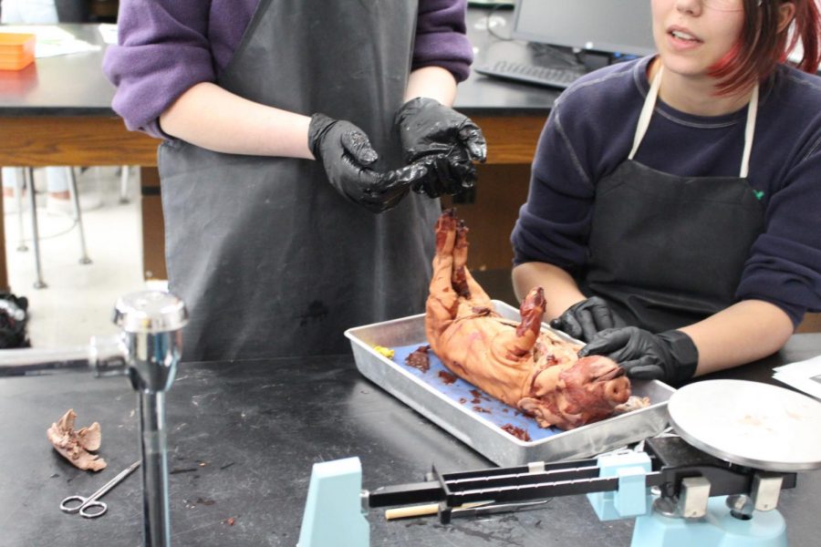 Forensic class dissection on baby pig starts. 
