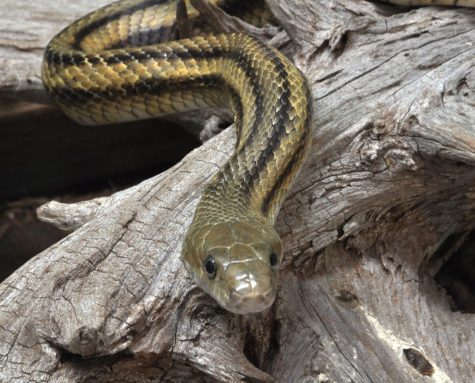 Eastern rat snake on a piece of driftwood