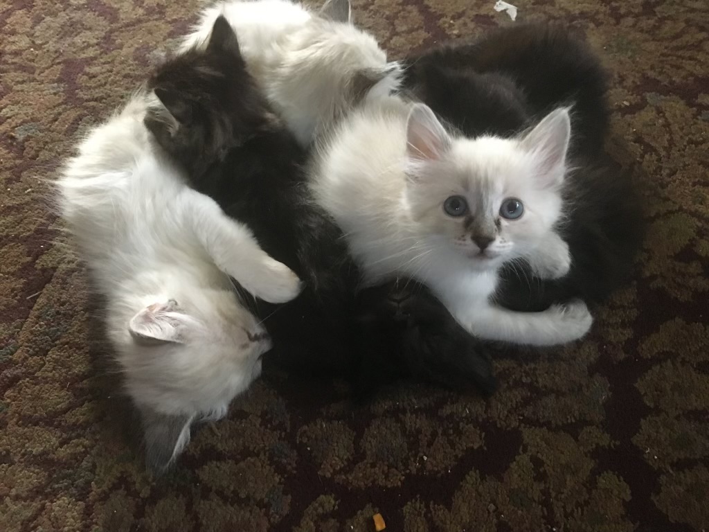 A Bundle Of Six Kittens All Piled On A Carpet